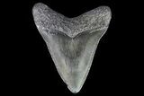 Juvenile Megalodon Tooth - Georgia #75392-1